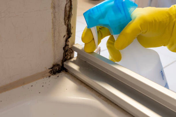 Attic Mold Removal in Bridgewater Center, NJ