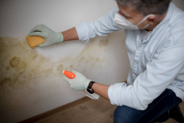 Best Affordable Mold Removal  in Bridgewater Center, NJ