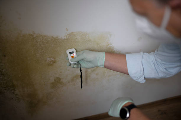 Best Crawl Space Mold Removal  in Bridgewater Center, NJ