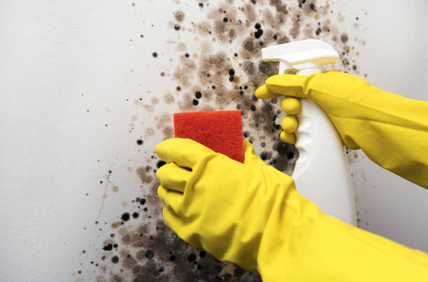 Best Home Mold Removal  in Bridgewater Center, NJ